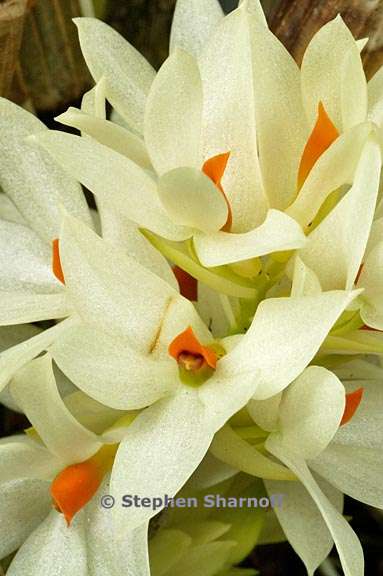 dendrobium bracteosum 1 graphic